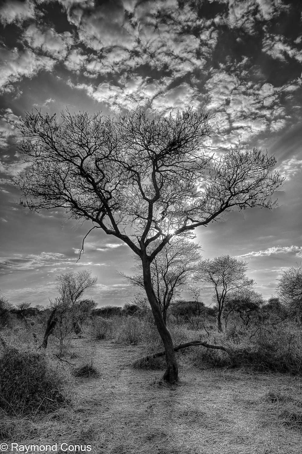 Paysages botswanais (10)