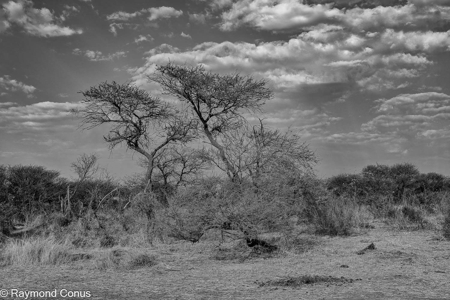 Paysages botswanais (13)
