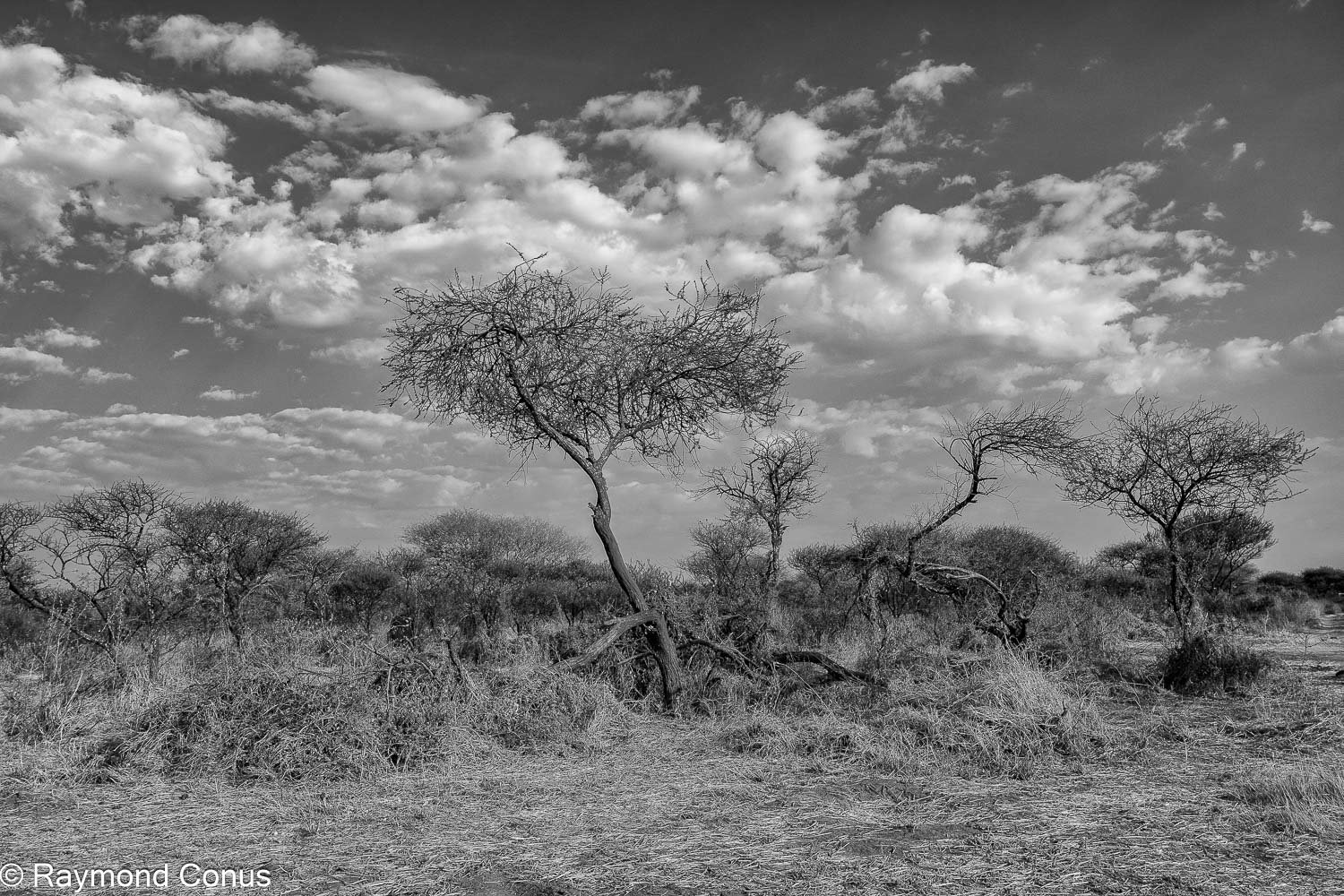 Paysages botswanais (14)