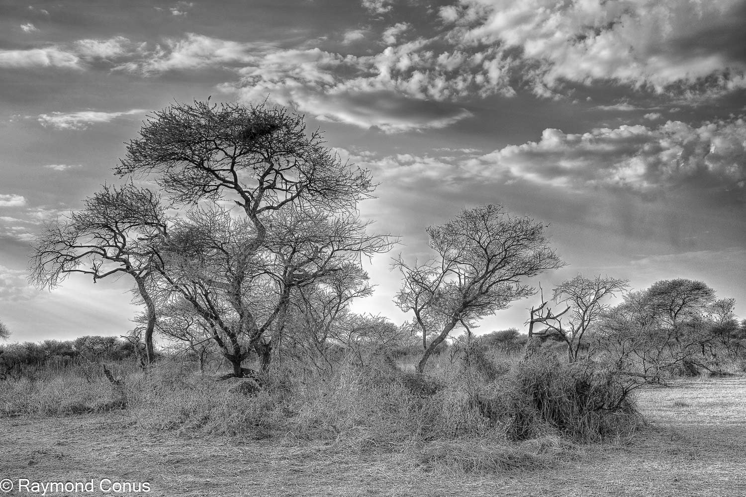 Paysages botswanais (17)