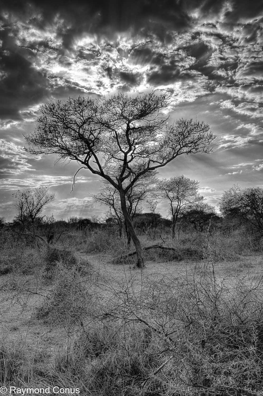 Paysages botswanais (18)