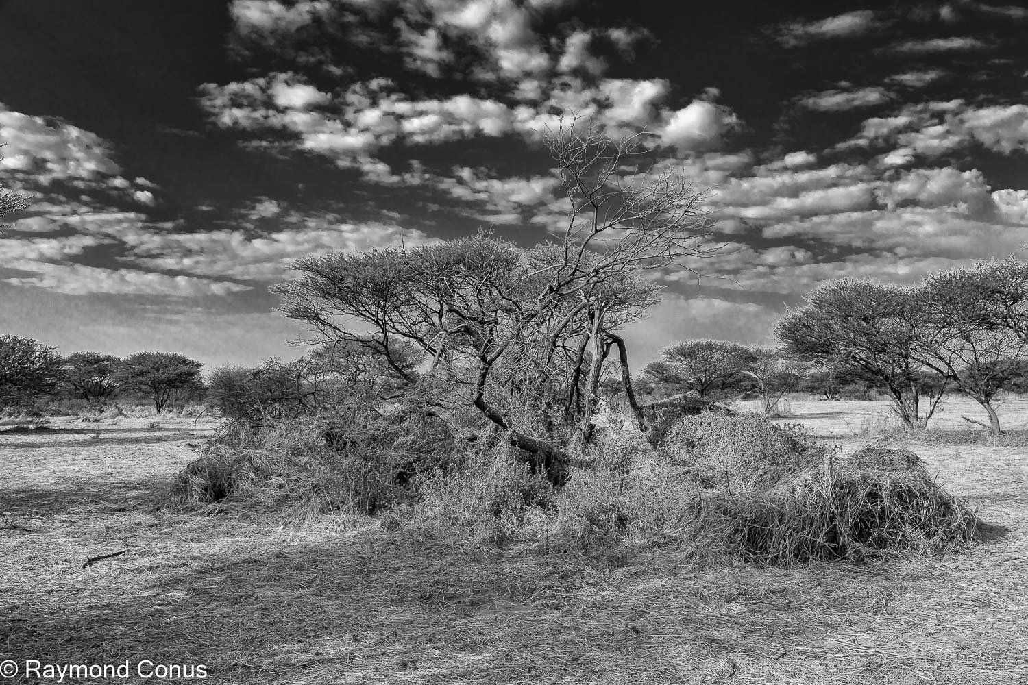 Paysages botswanais (20)