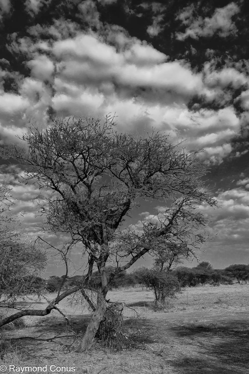 Paysages botswanais (21)