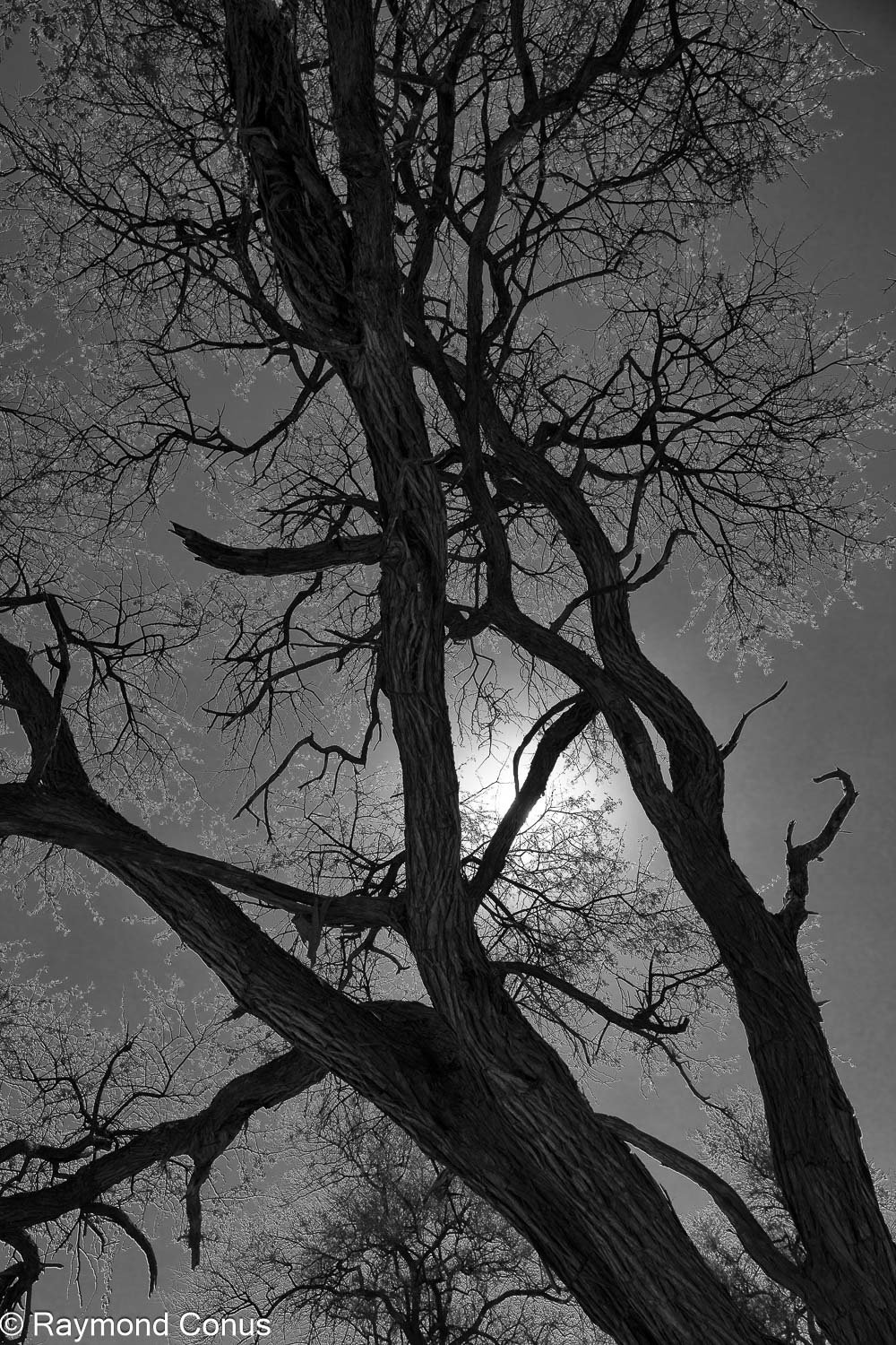 Paysages botswanais (27)