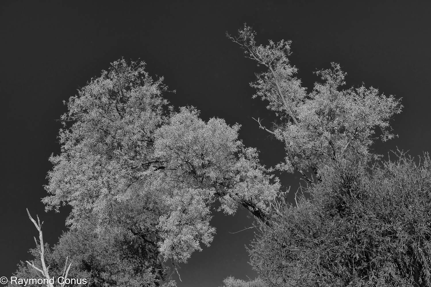 Paysages botswanais (30)