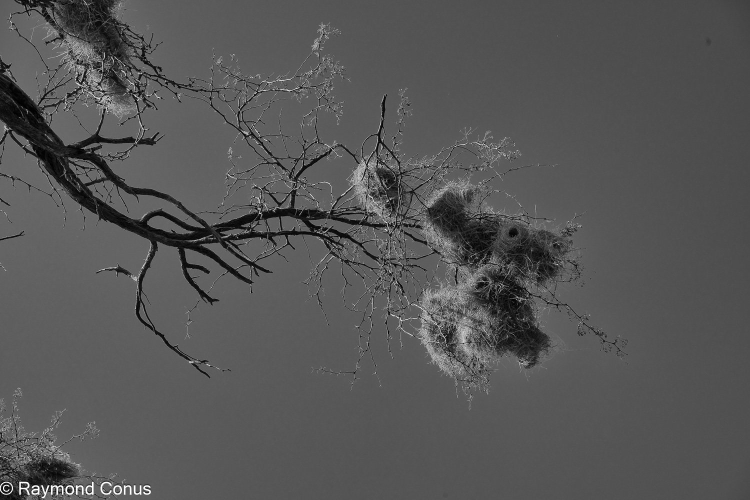 Paysages botswanais (32)