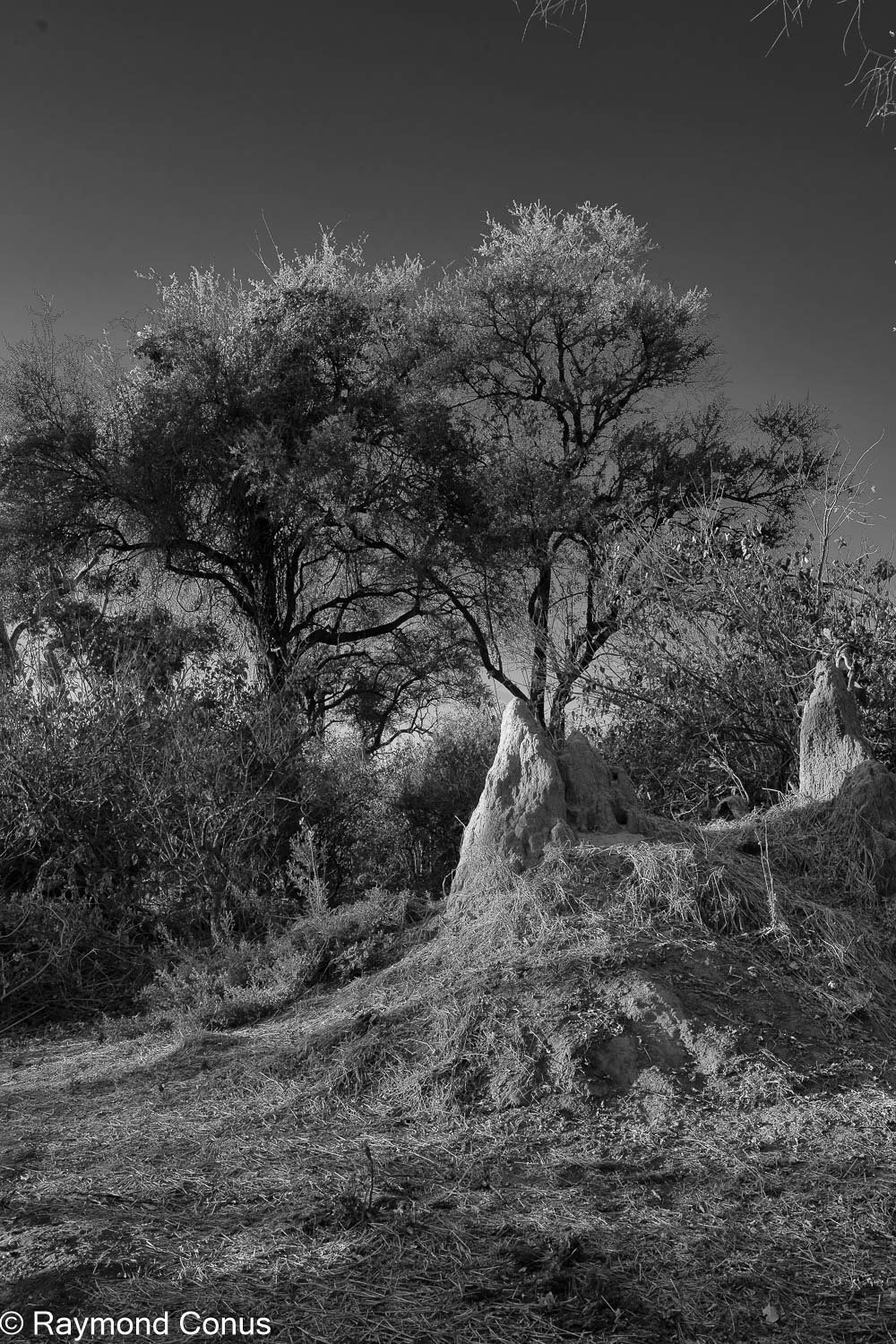 Paysages botswanais (38)