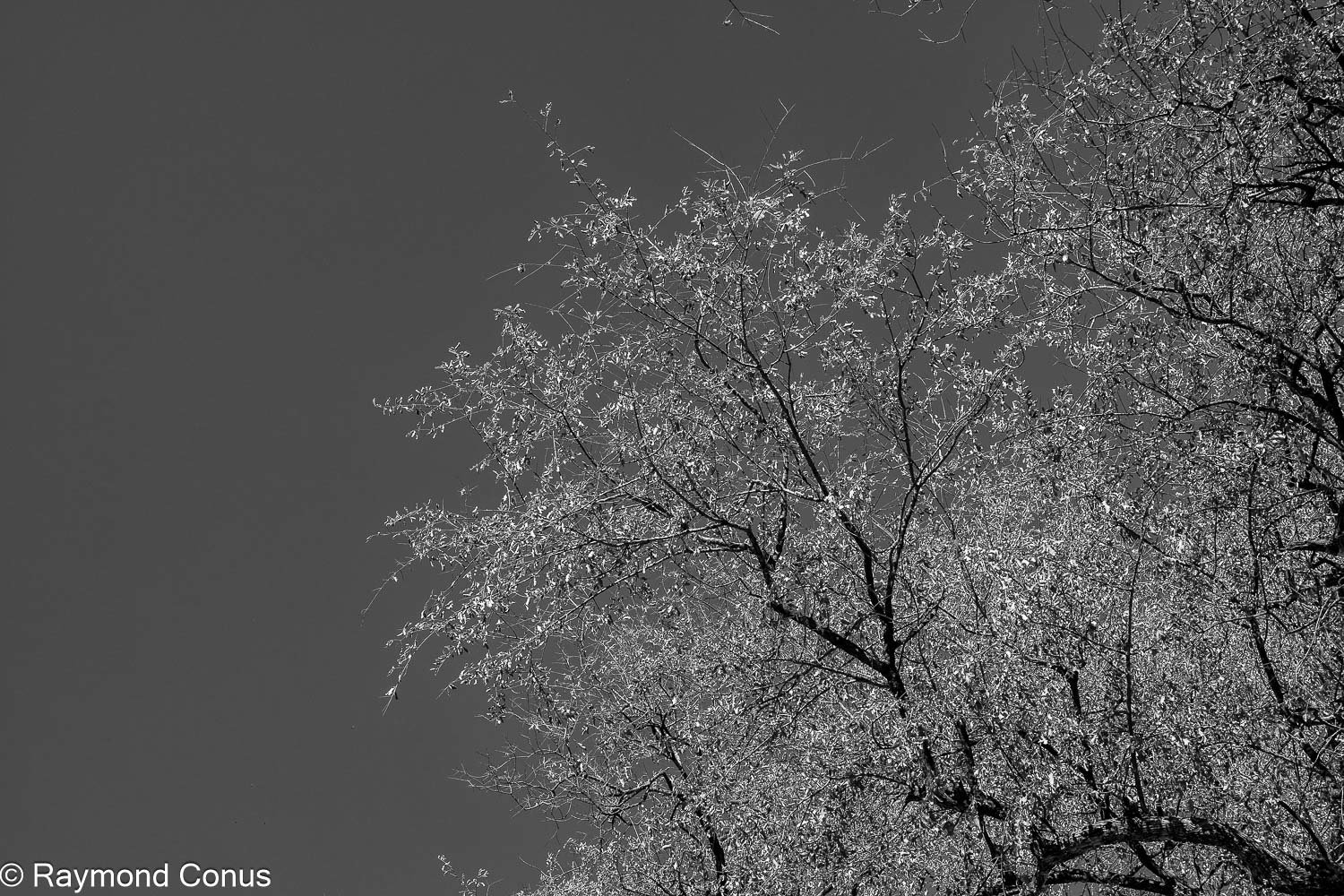 Paysages botswanais (40)