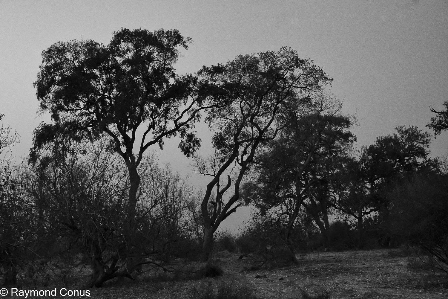 Paysages botswanais (42)