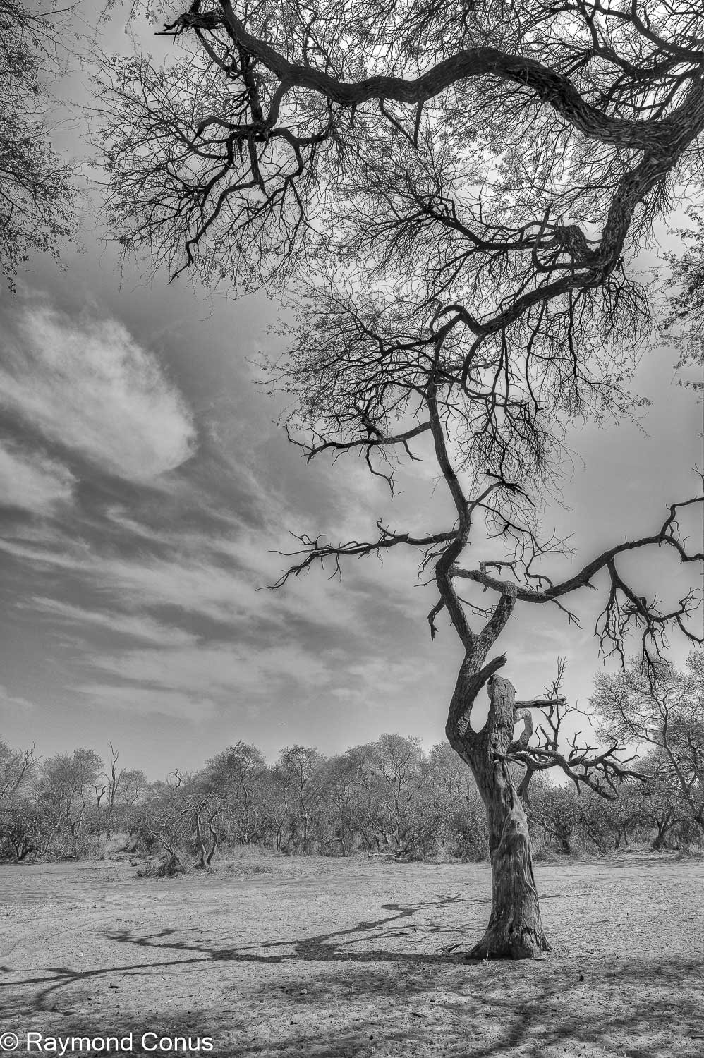 Paysages botswanais (44)