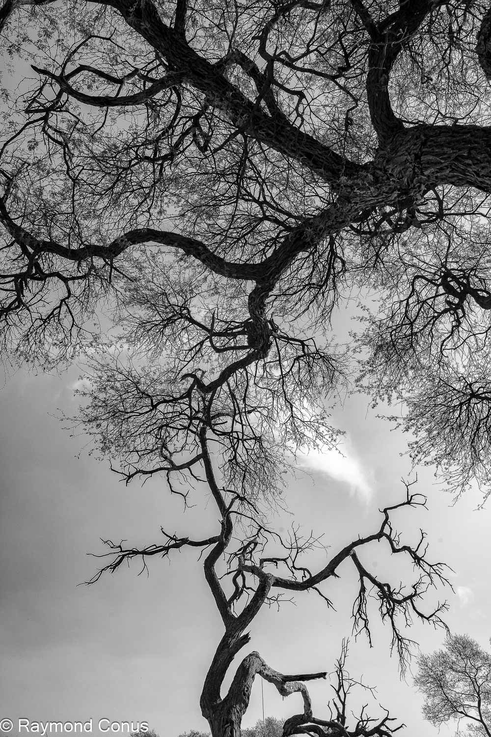 Paysages botswanais (45)