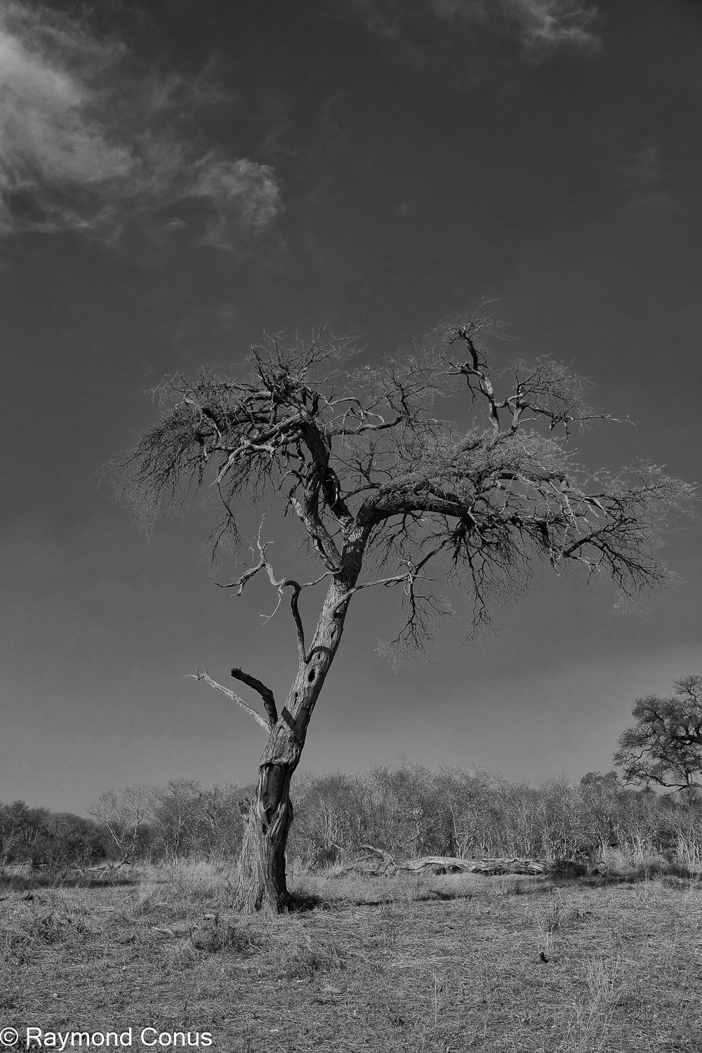 Paysages botswanais (46)