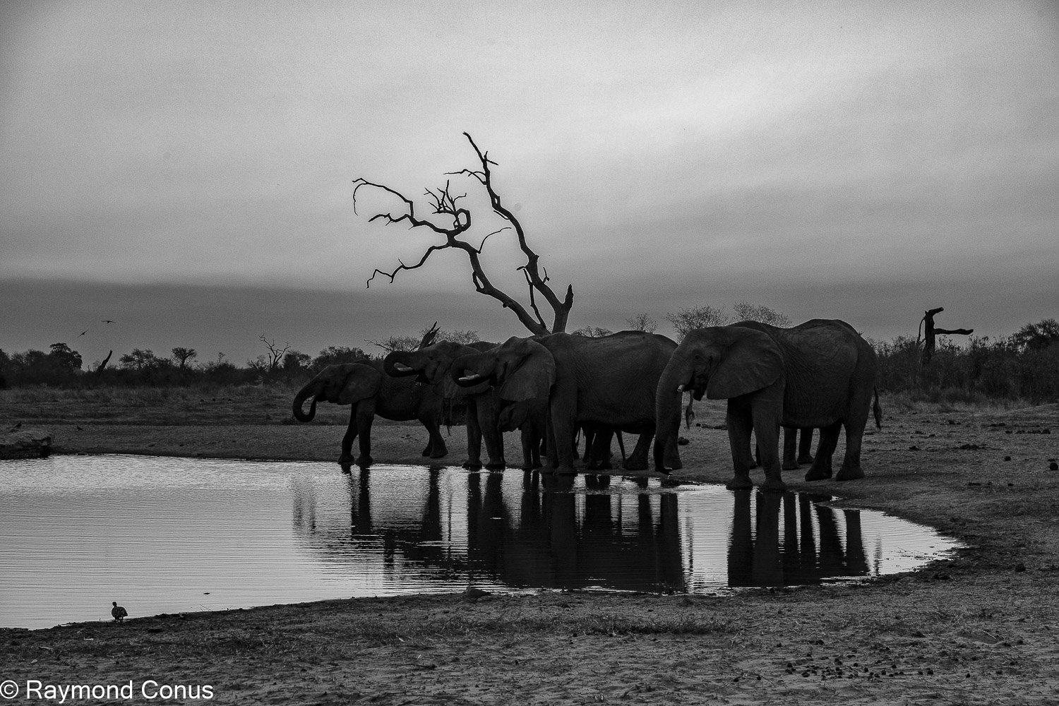 Paysages botswanais (52)