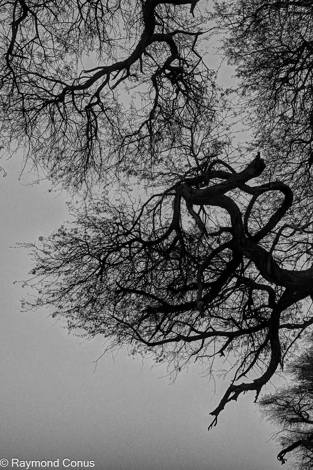 Paysages botswanais (53)