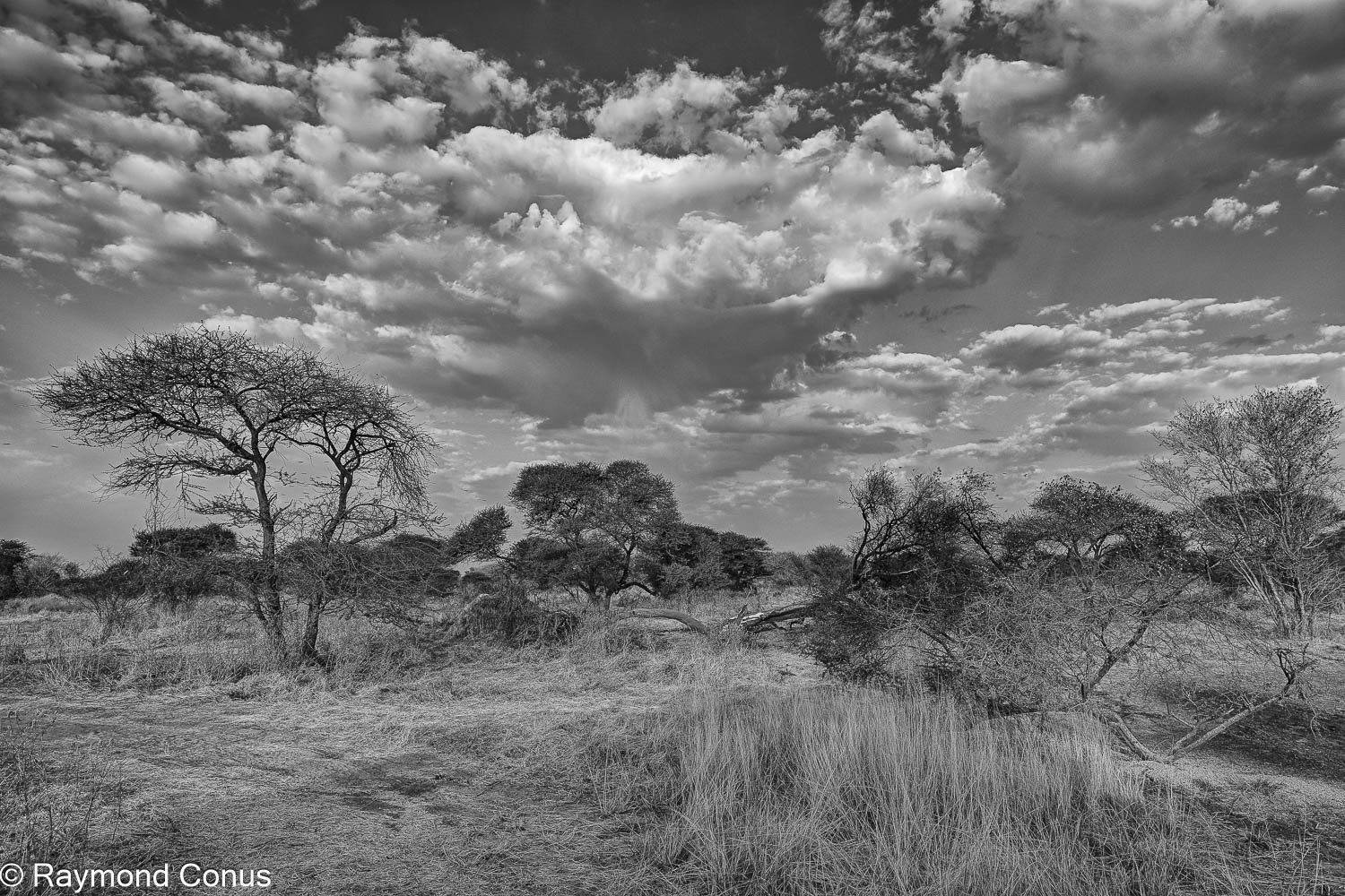Paysages botswanais (6)