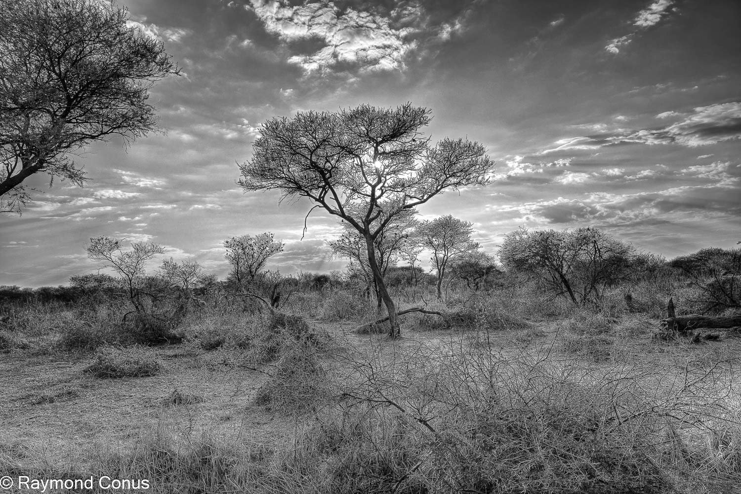 Paysages botswanais (8)