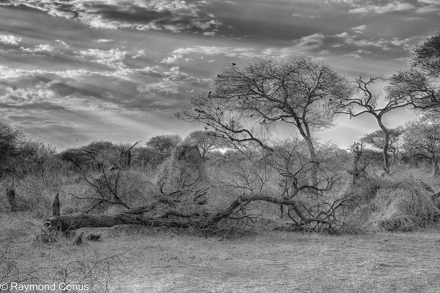 Paysages botswanais (9)