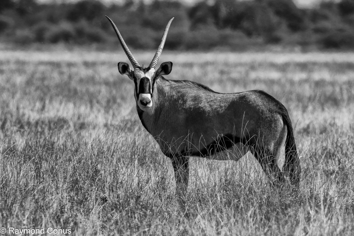 La faune botswanaise (12)