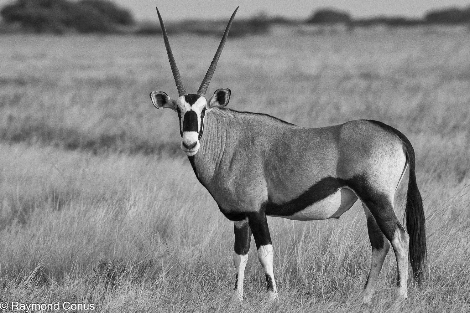 La faune botswanaise (13)