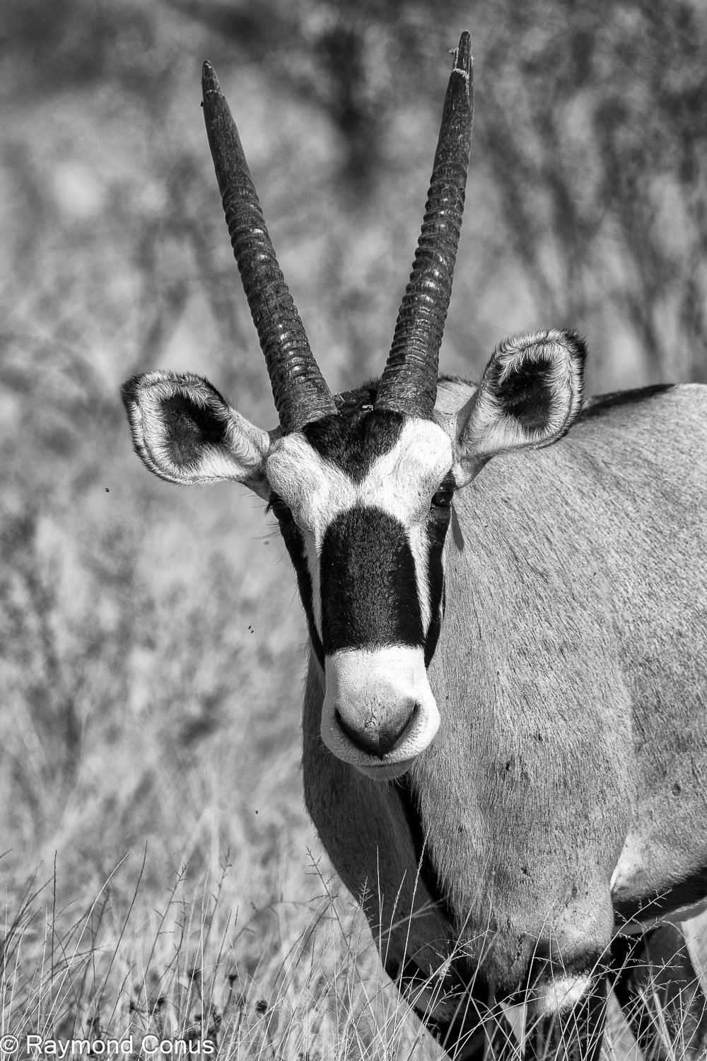 La faune botswanaise (15)