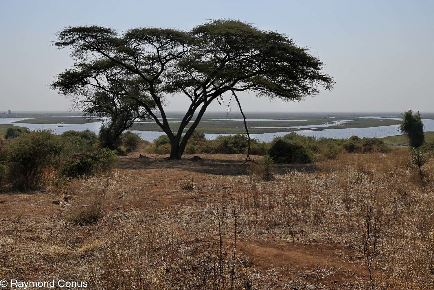Chobe National Park (45)