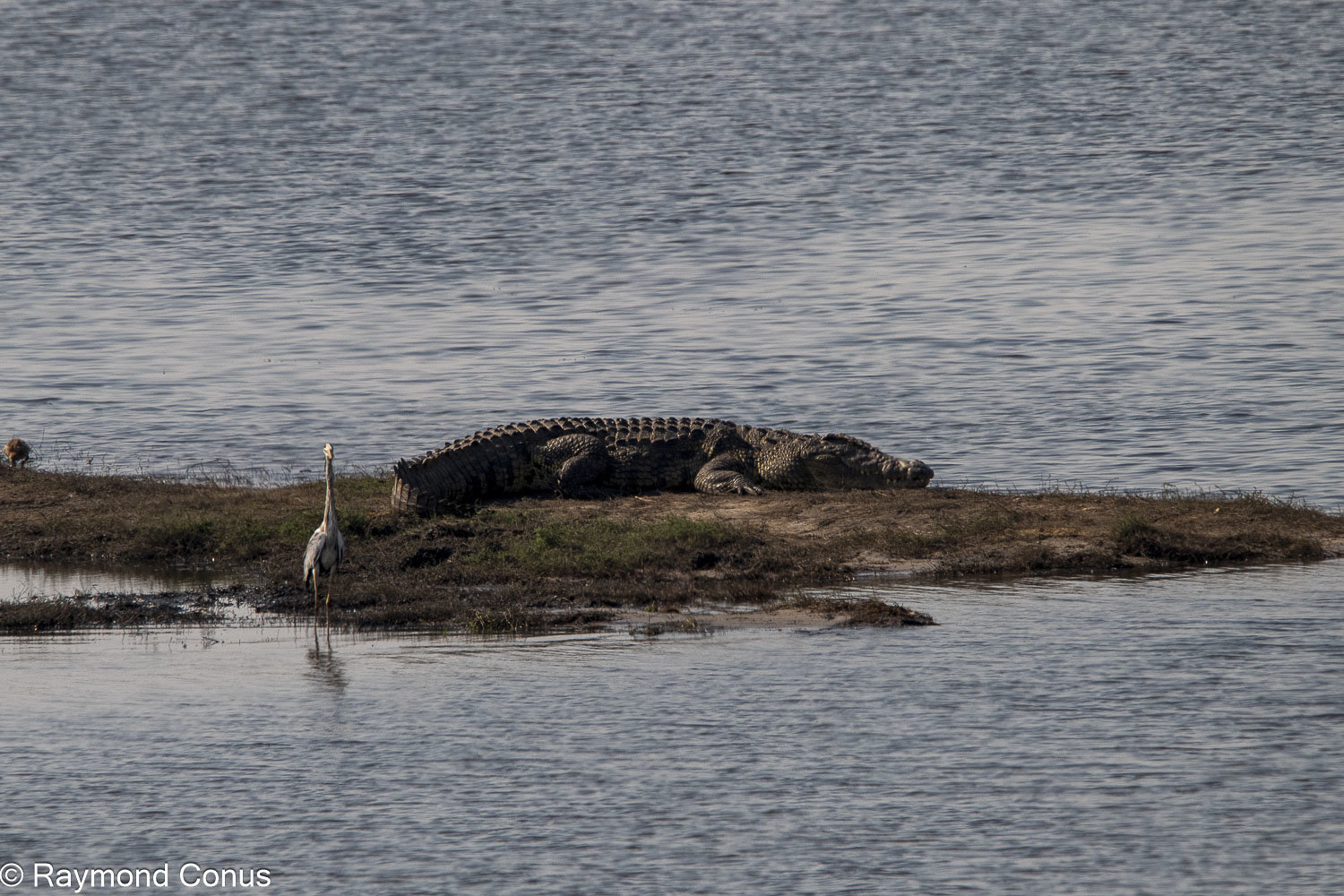 Chobe National Park (46)