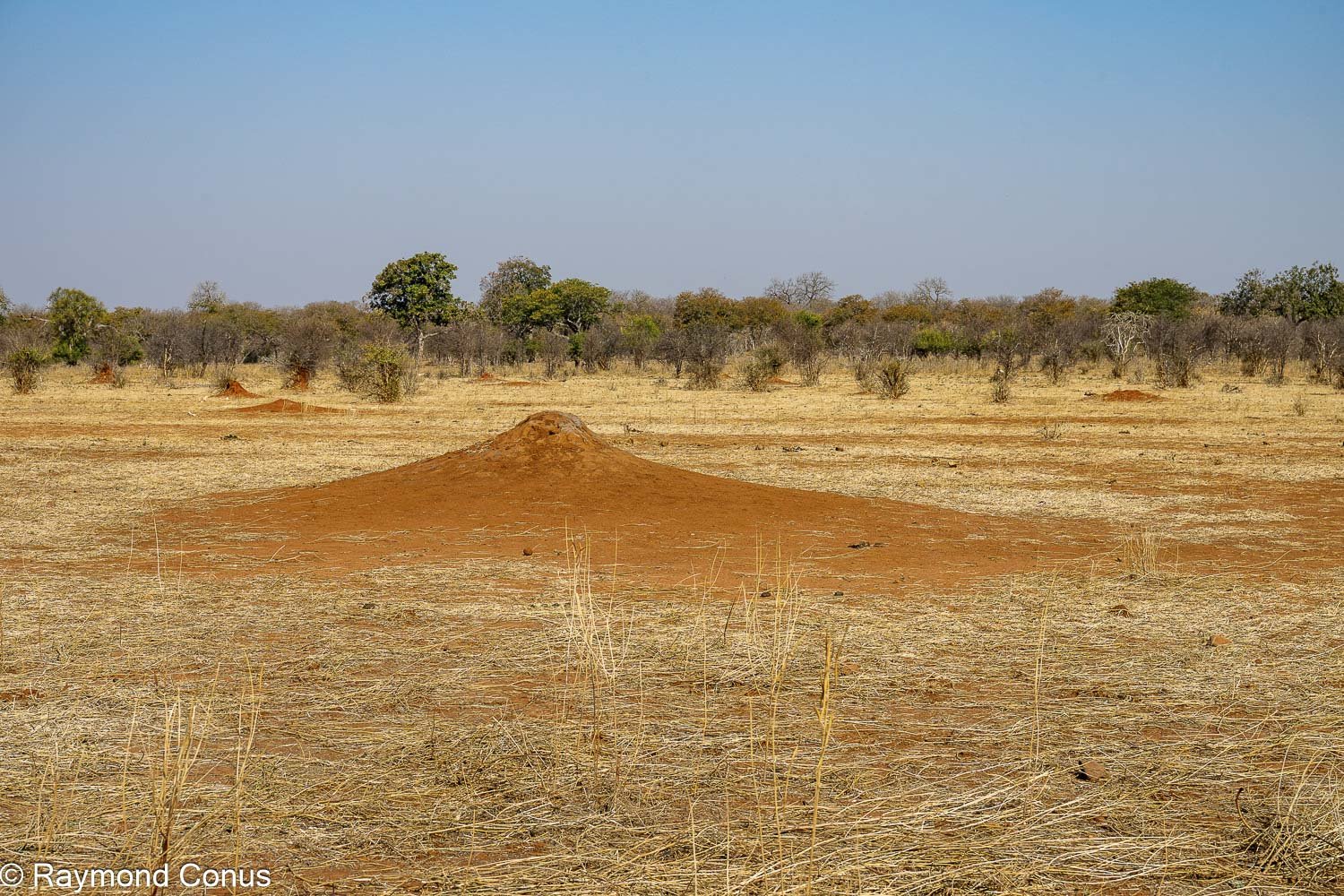 Chobe National Park (48)