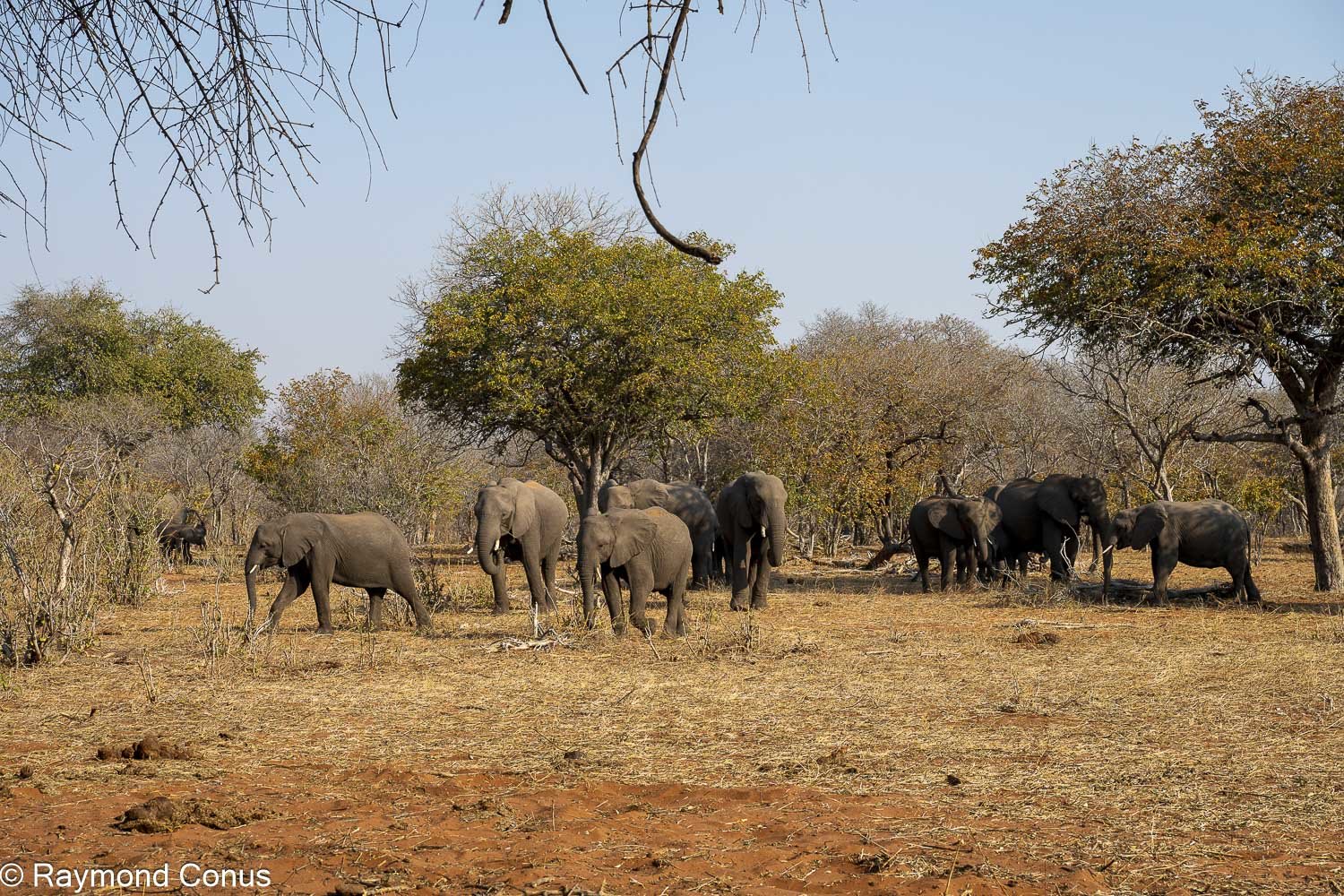 Chobe National Park (49)