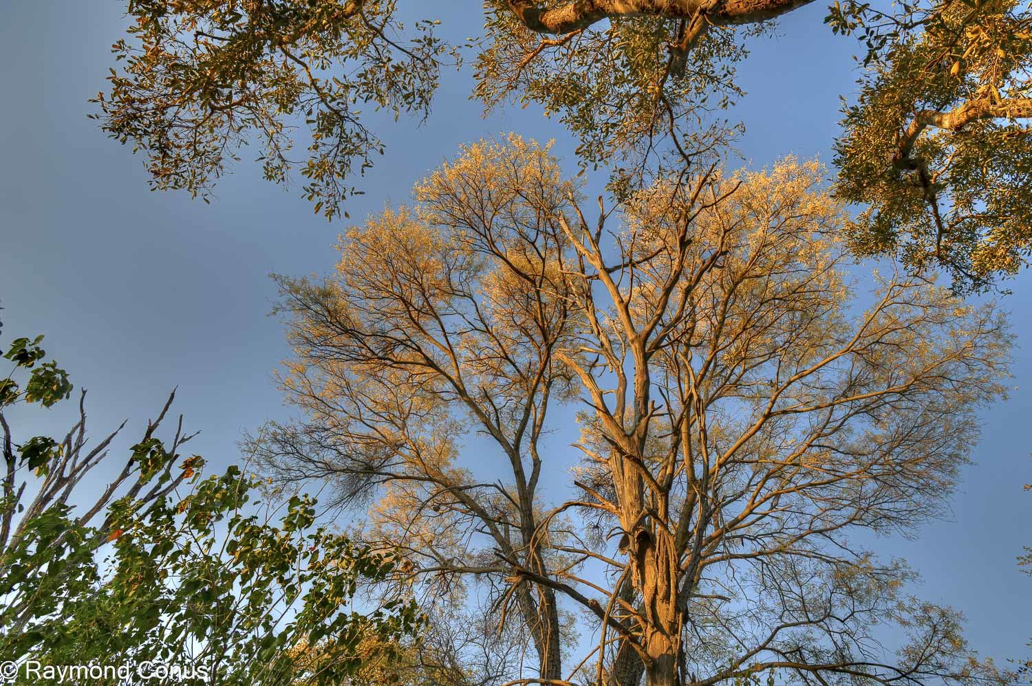 Delta de l'Okavango (17)