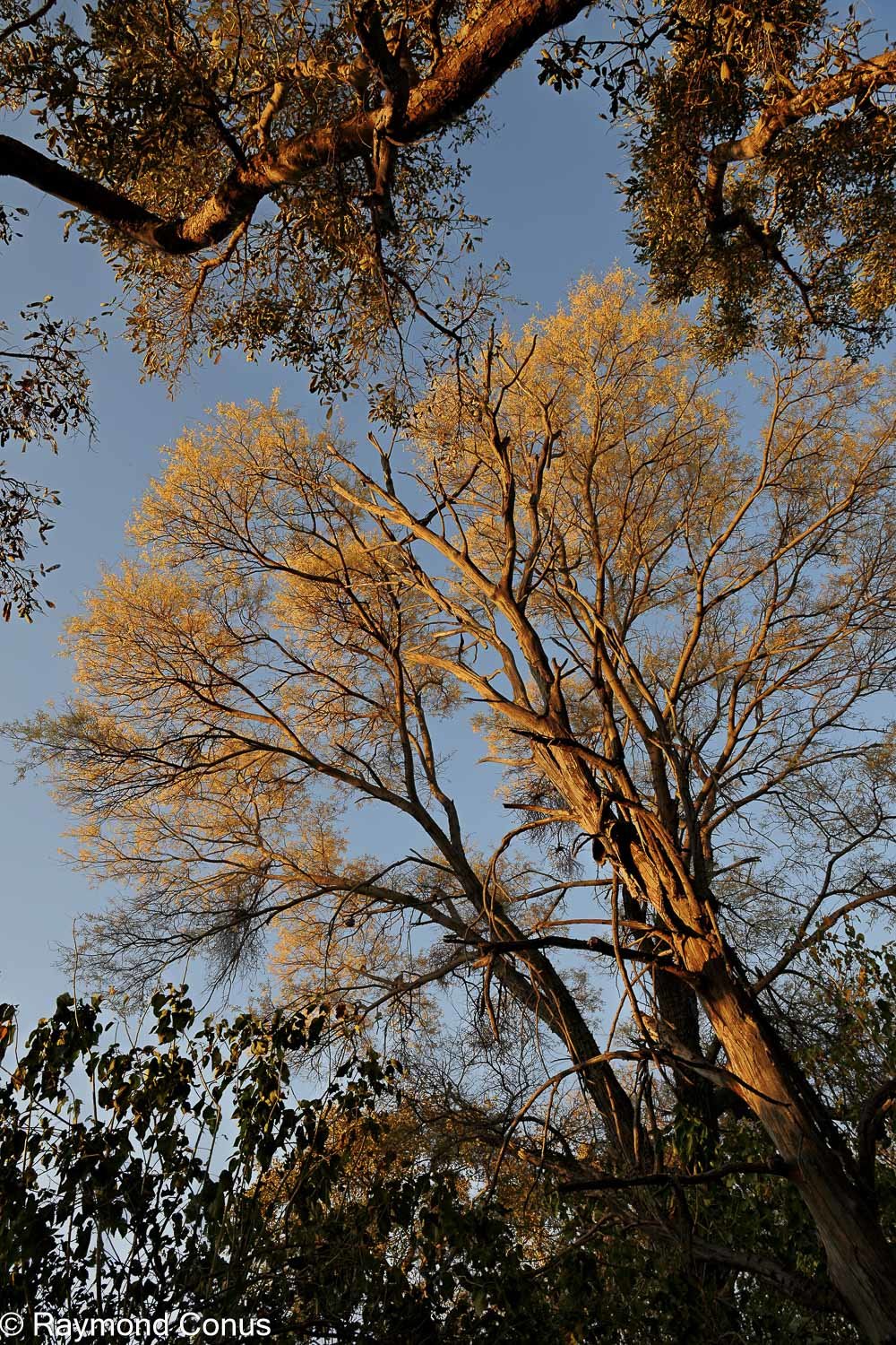Delta de l'Okavango (18)