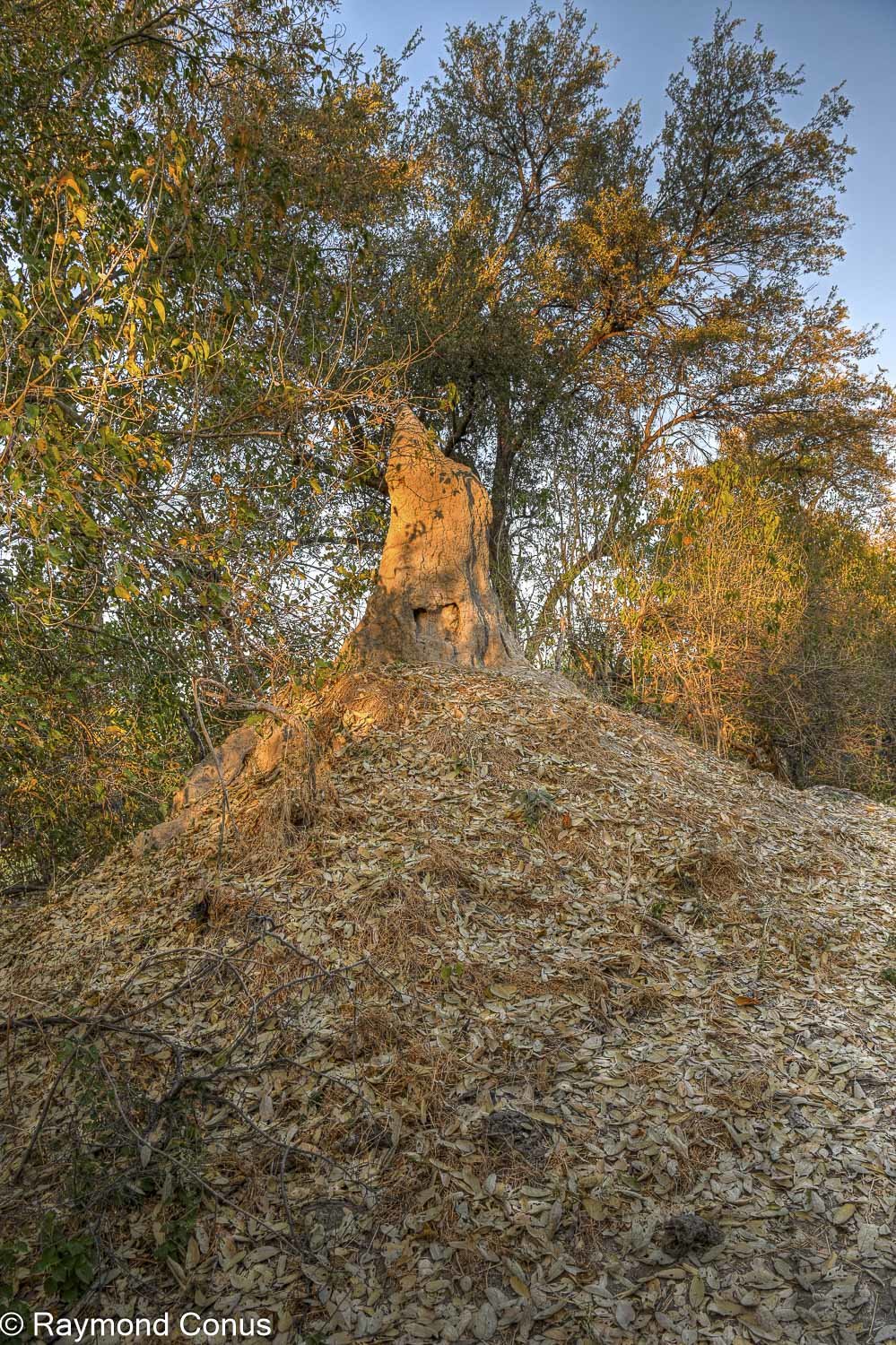Delta de l'Okavango (19)