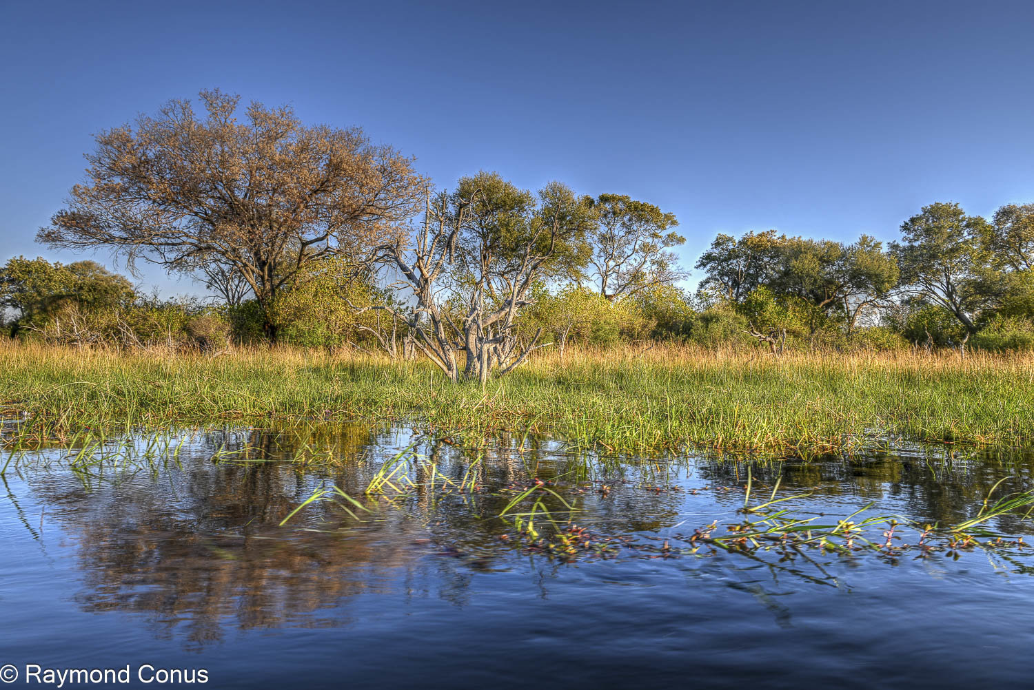 Delta de l'Okavango (25)