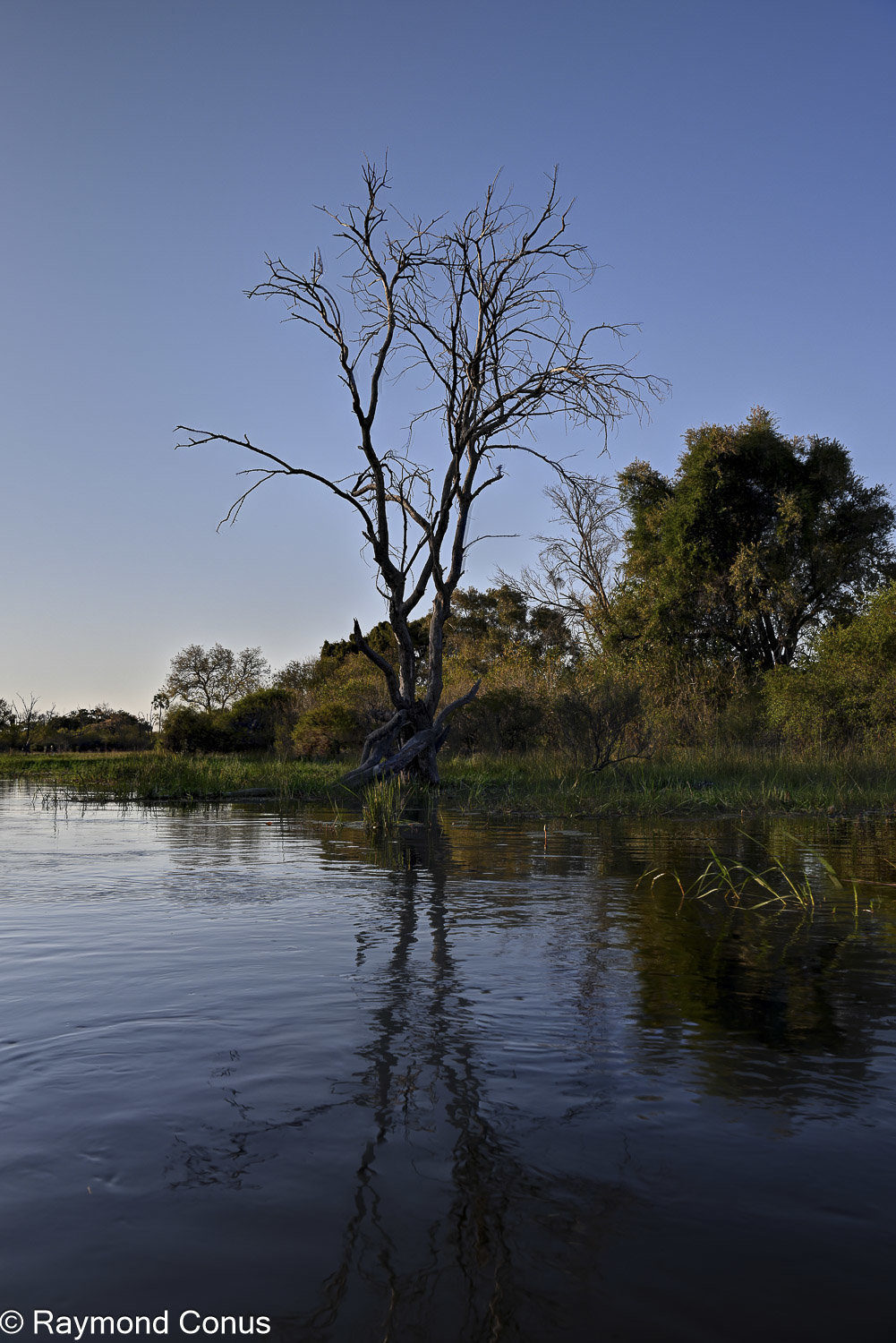 Delta de l'Okavango (26)