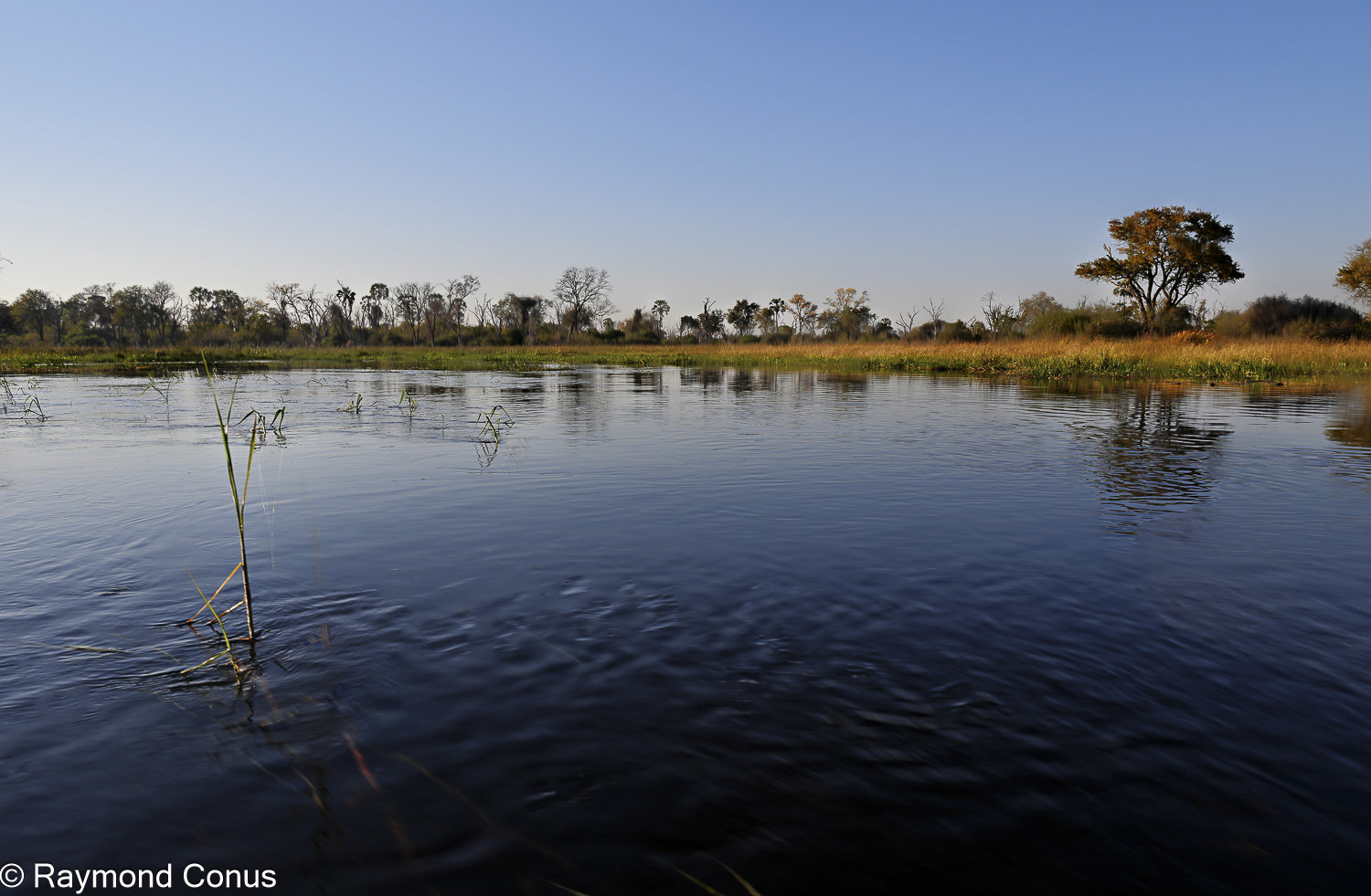 Delta de l'Okavango (29)