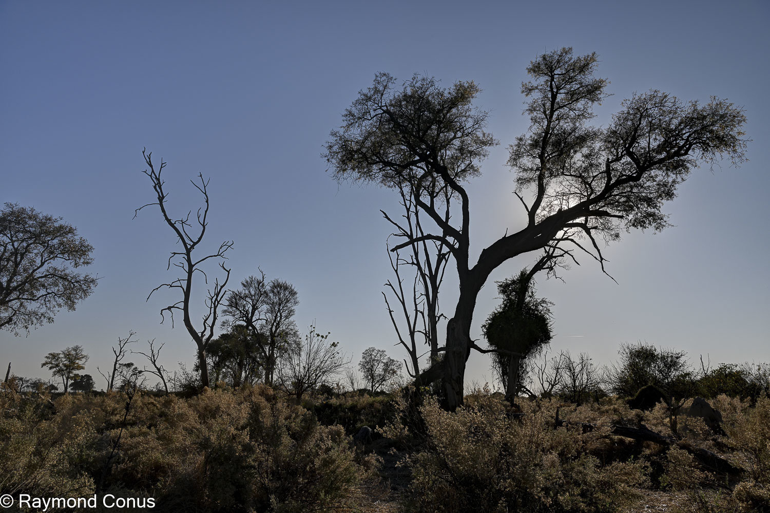 Delta de l'Okavango (31)