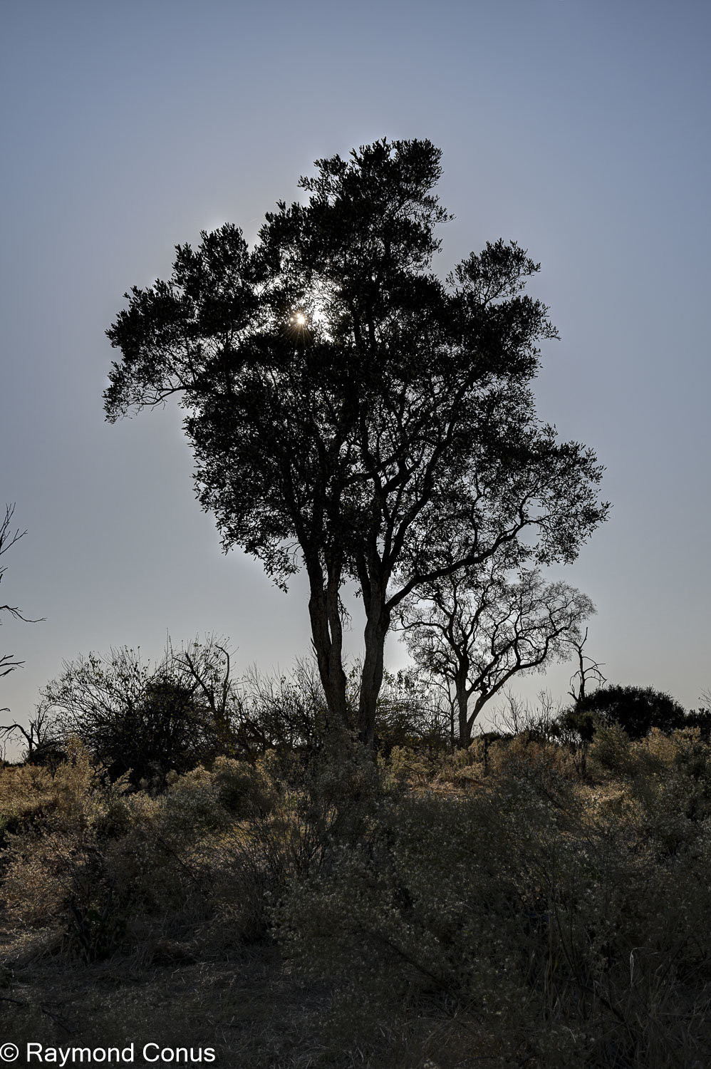 Delta de l'Okavango (32)