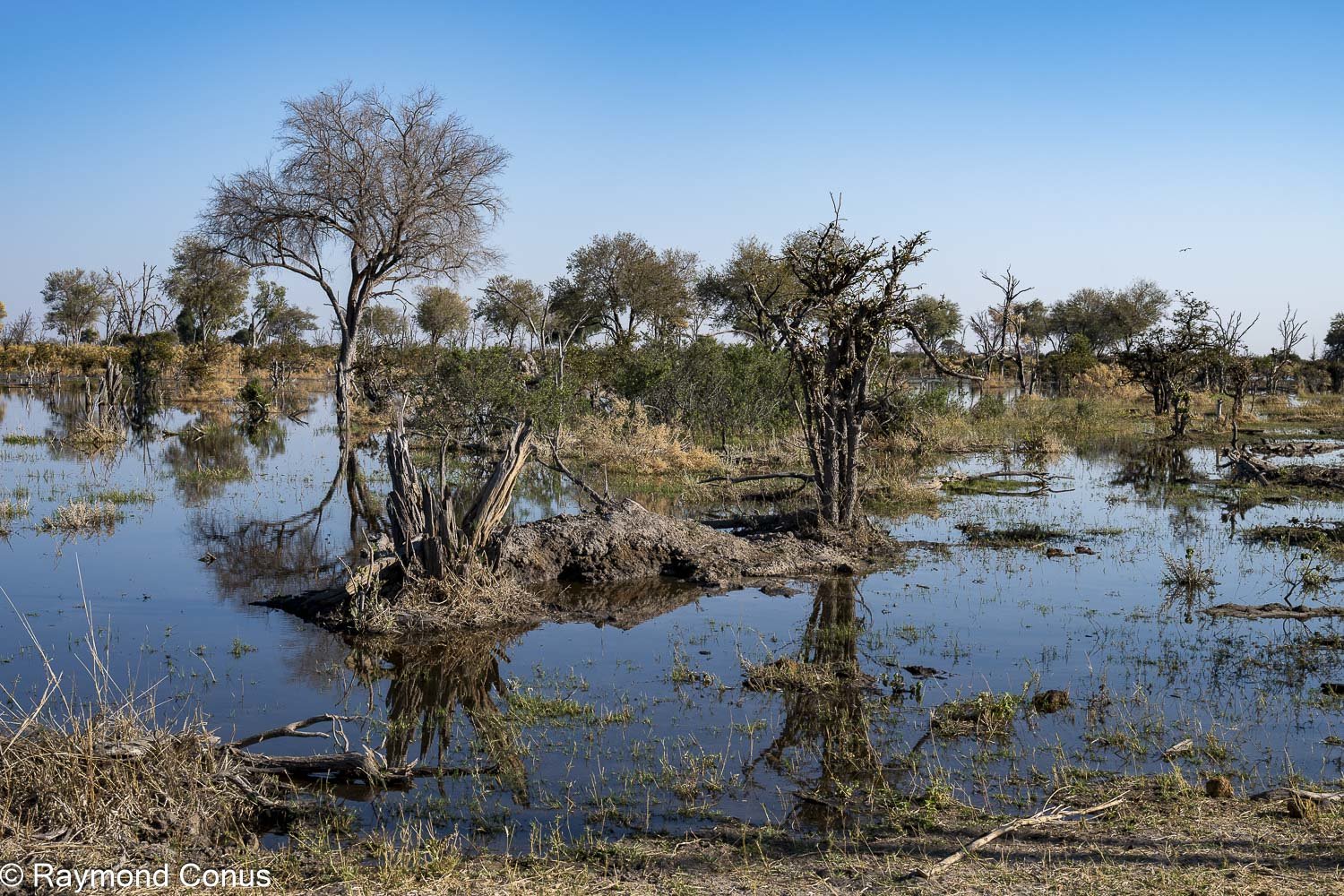 Delta de l'Okavango (36)