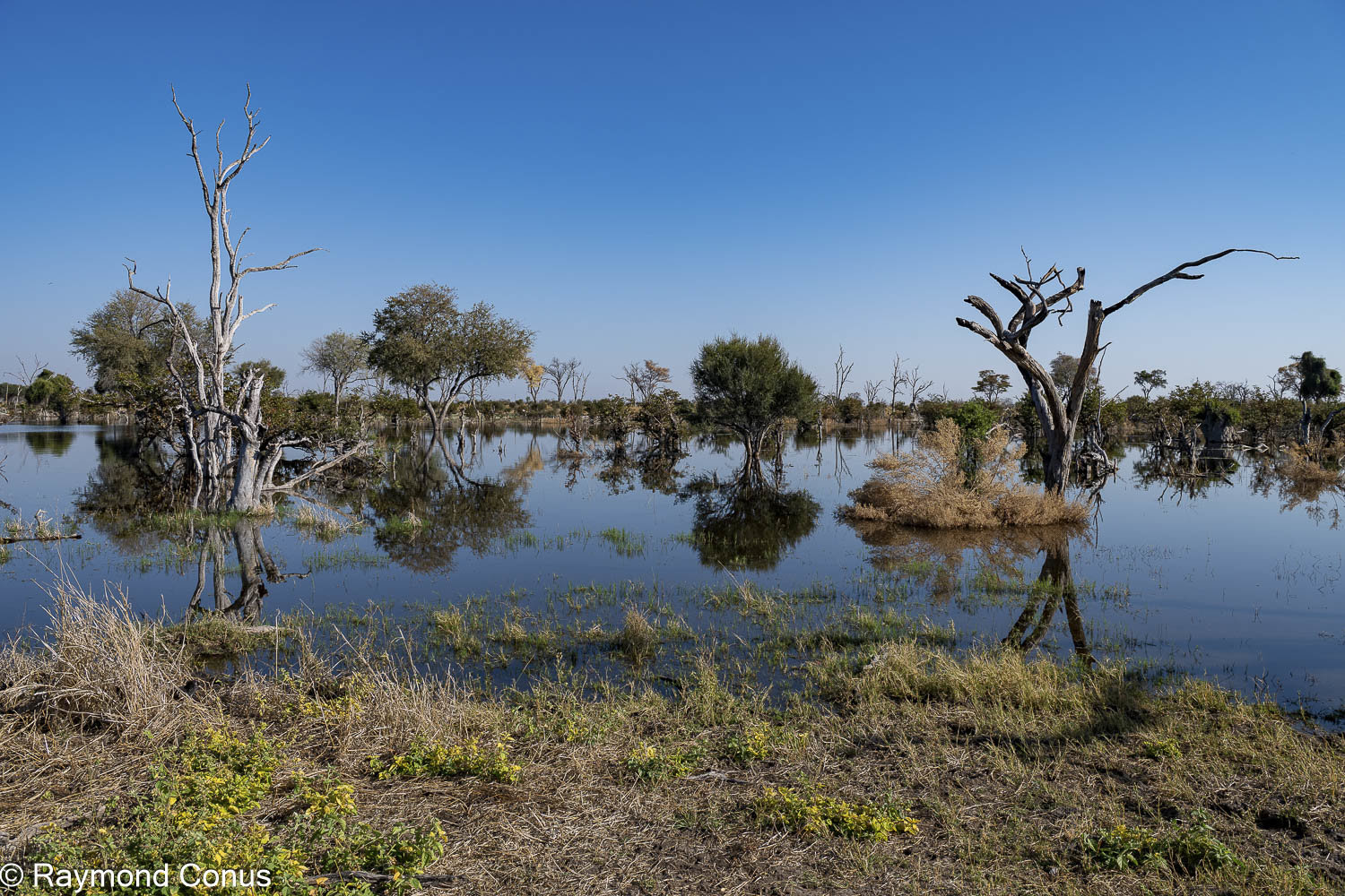 Delta de l'Okavango (37)