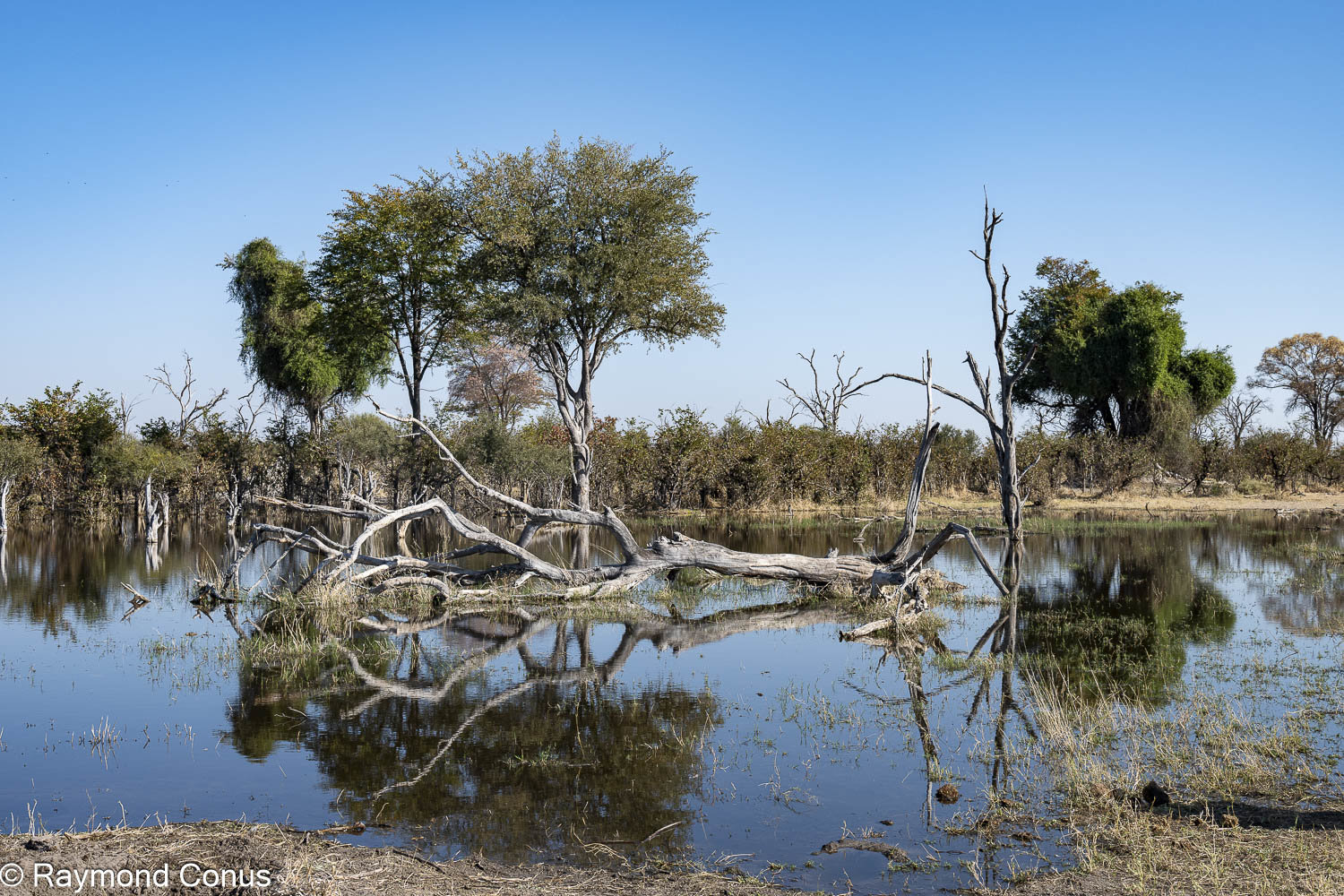 Delta de l'Okavango (38)