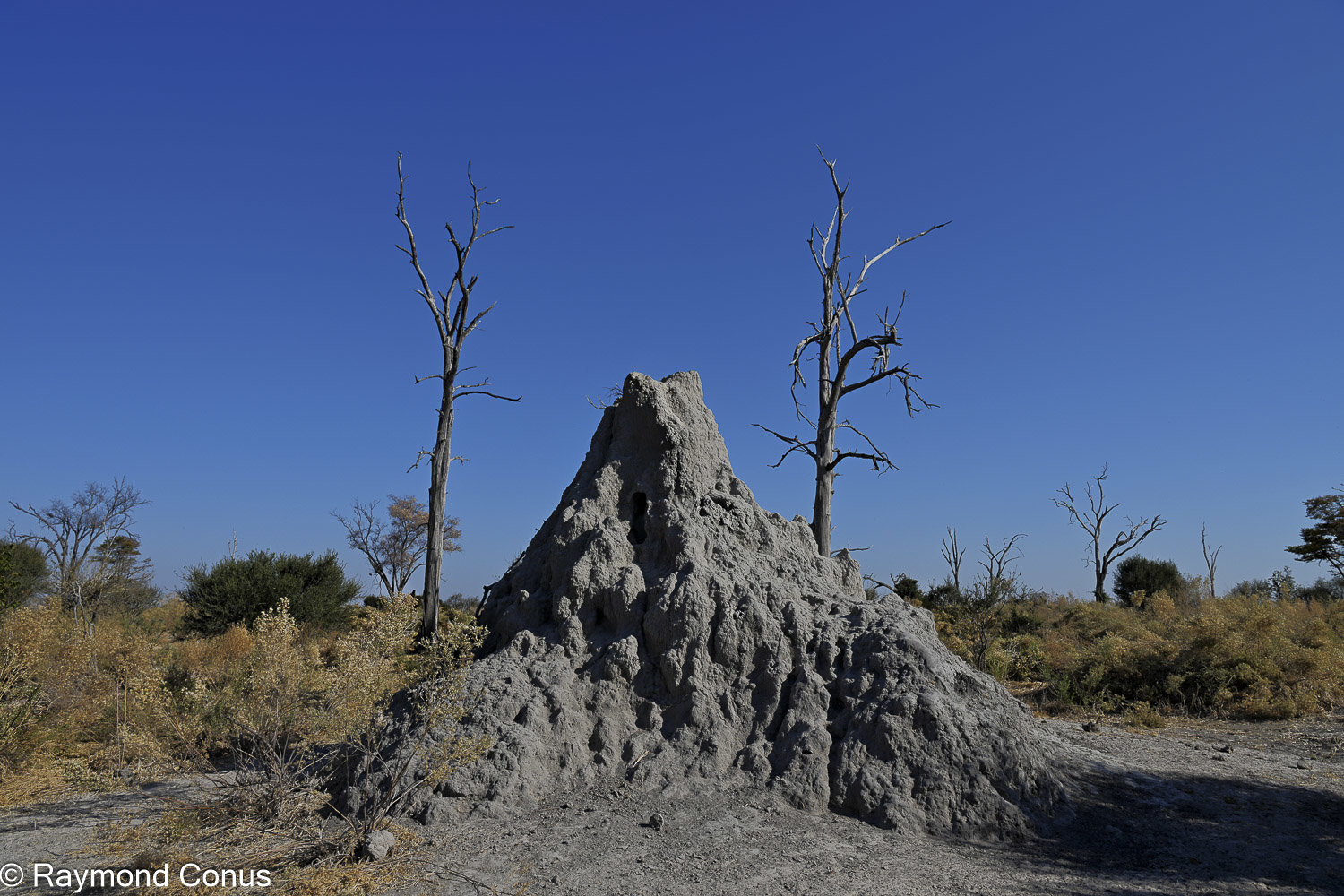 Delta de l'Okavango (39)