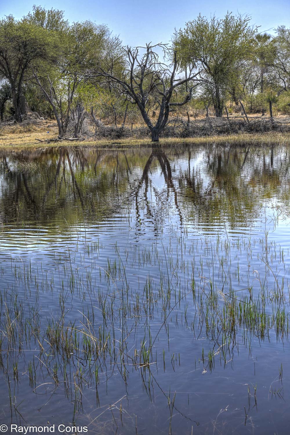 Delta de l'Okavango (3)