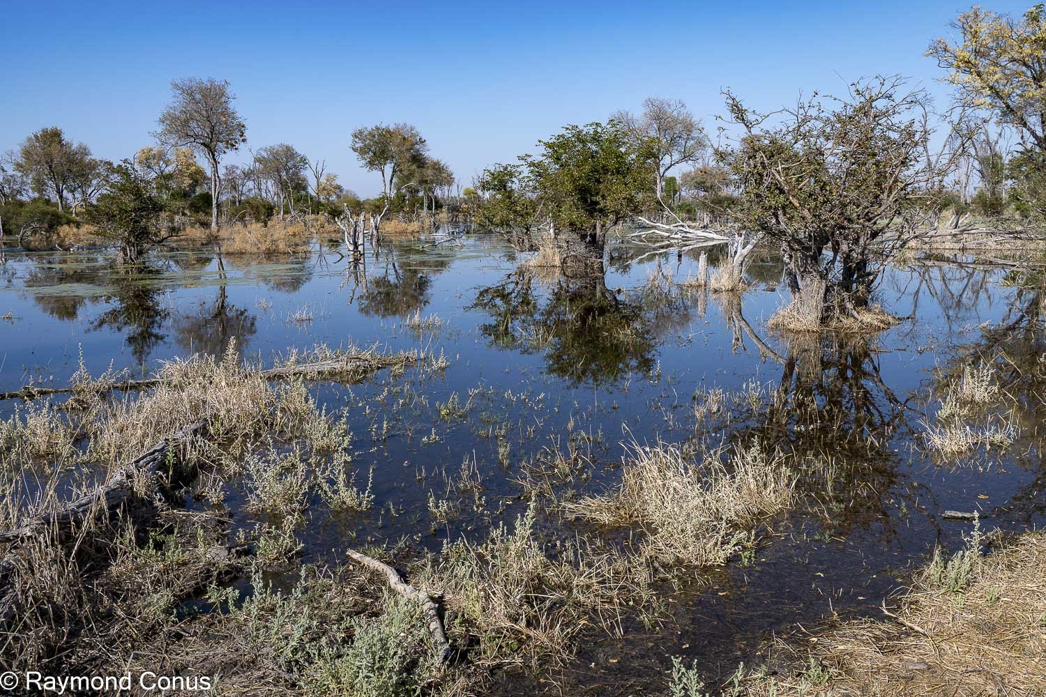 Delta de l'Okavango (40)