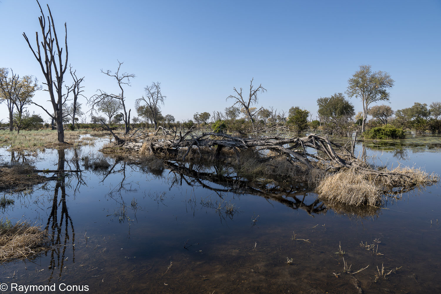 Delta de l'Okavango (41)