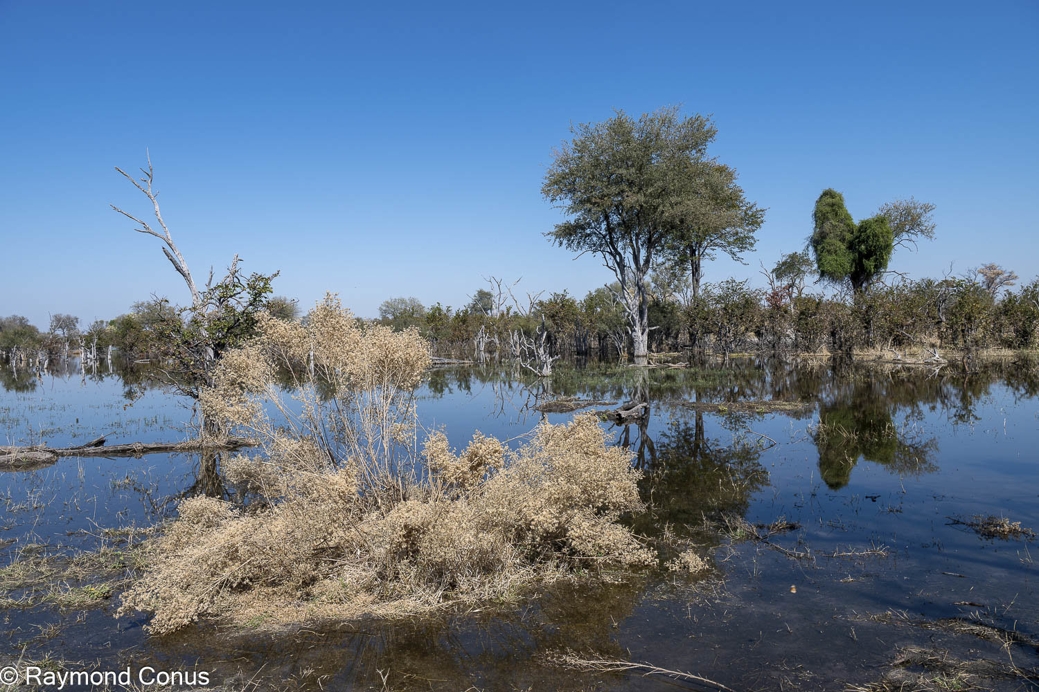 Delta de l'Okavango (42)