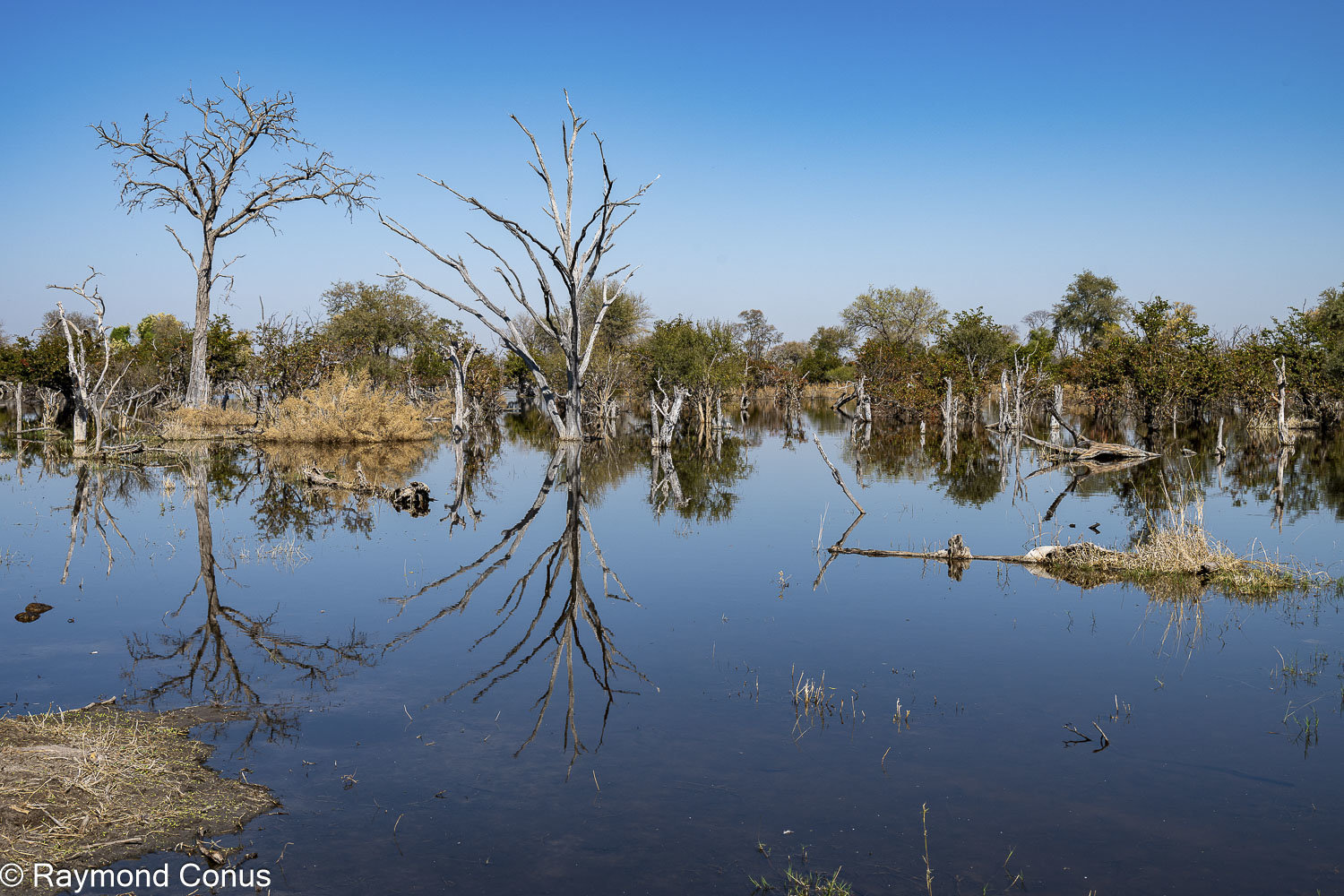 Delta de l'Okavango (43)