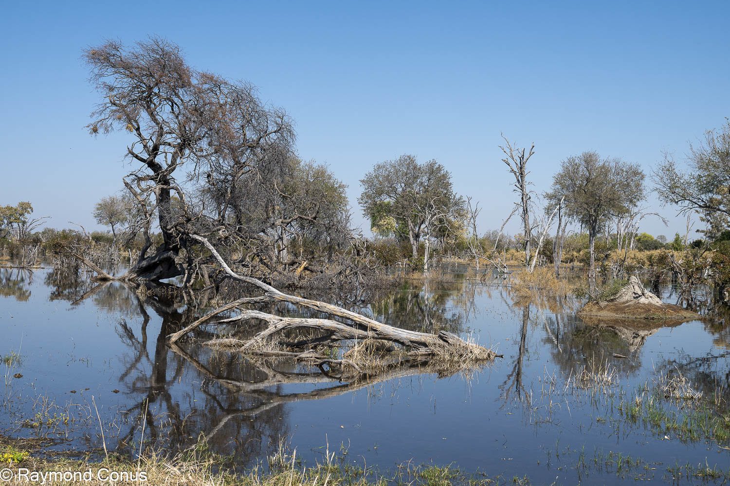 Delta de l'Okavango (45)
