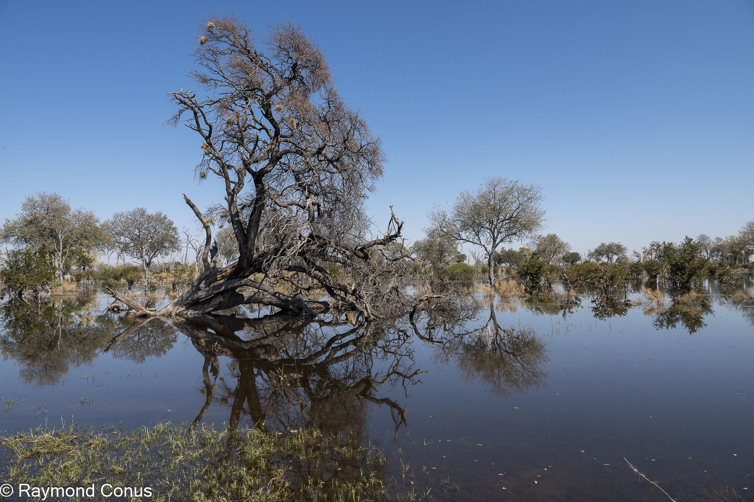 Delta de l'Okavango (46)