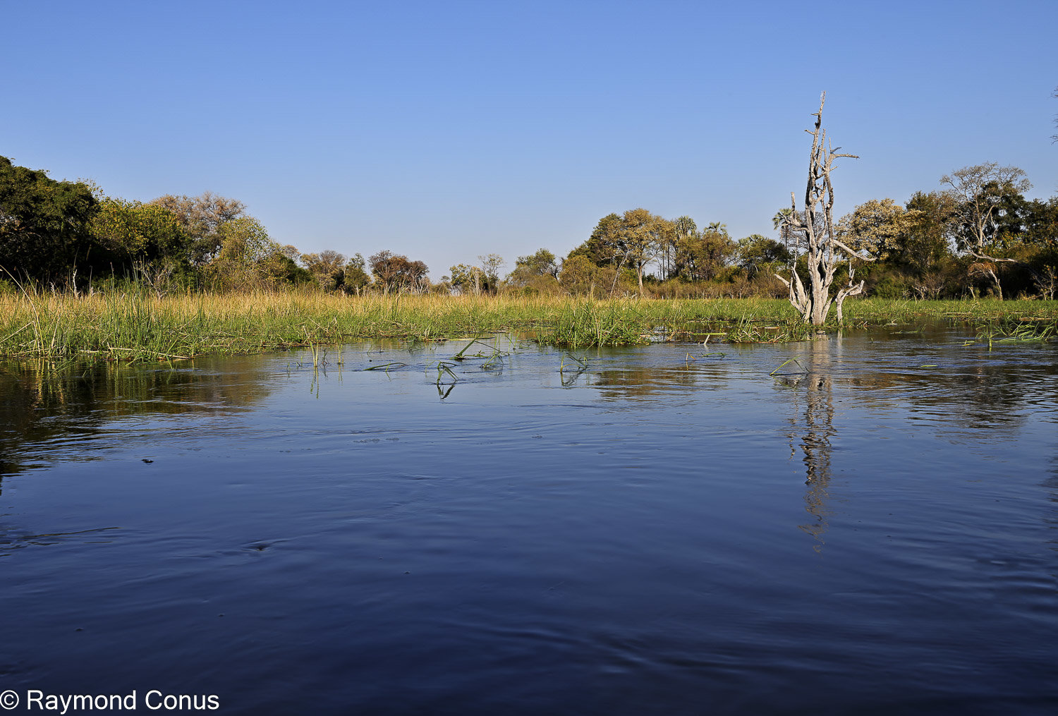 Delta de l'Okavango (47)