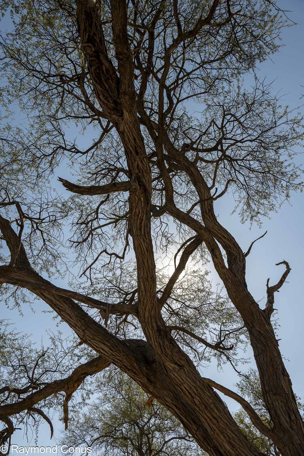 Delta de l'Okavango (4)