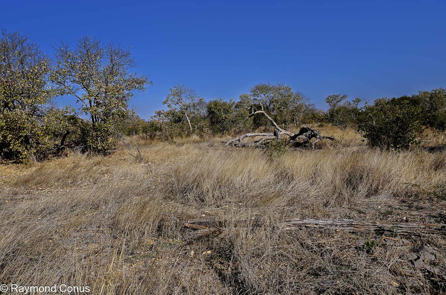 Delta de l'Okavango (5)